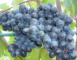 Виноград Рождєствєнскійкупити