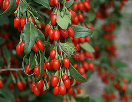 Lucium barbarum (Годжи) купить