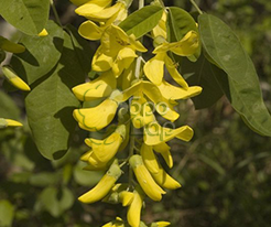 Laburnum alpinum (Лабурнум альпійський)купити
