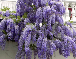 Гліцинія Blue Moon (Блю Мун)купити