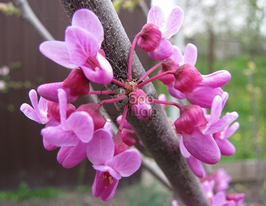 Cercis (Церцис)купити