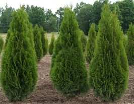 Туя західна Смарагд (Thuja occidentalis Smaragd)купити