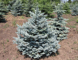 Ялина колюча голуба Кейбаб (Picea Kaibab)купити