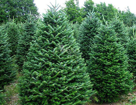 Ялиця Nordmanniana (Кавказька)купити