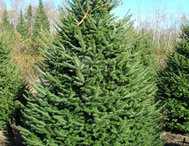 Ялиця Balsamea (Бальзамічна)купити