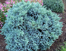 Можжевельник чешуйчатый Blue Star (Блу Стар) купить