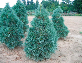 Сосна м’яка Pinus Flexilis (Пінус Флексіліс)купити