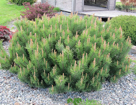 Сосна гірська Мугус (Mugus)купити