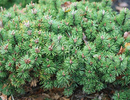 Сосна гірська Ротундата (Rotundata)купити