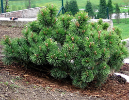 Сосна гірська Montana (Монтана)купити