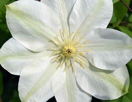 Клематис Джернси Крем (Guernsey Cream) купить