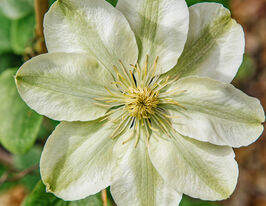 Клематис Джернси Крем (Guernsey Cream) купить