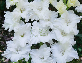 Гладиолус Snowy Ruffle (Снови Раффл) купить