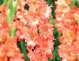 Гладиолус Sunny Ruffle (Санни Раффл) купить