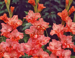 Гладиолус Shady Ruffle (Шейди Раффл) купить