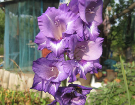 Гладиолус Кингс Линн (Kings Lynn) купить