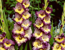 Гладиолус Динамит (Dynamite) купить