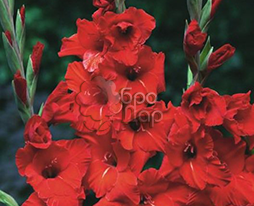 Гладиолус Pisa (Пиза) купить