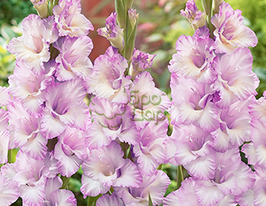 Гладиолус Lady Jane (Леди Джейн) купить