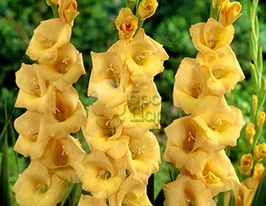 Гладиолус Vedetta (Ведетта) купить