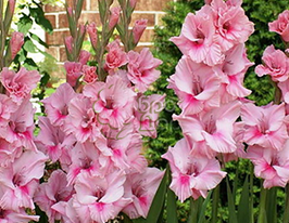 Гладиолус Emotion (Эмоция) купить