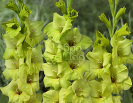 Гладиолус Prima Verde (Прима Верде) купить