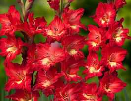 Гладиолус Дебюсси Debussy купить