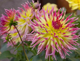 Жоржина бахромчаста Lindsay Michell (Ліндсей Мічел)купити