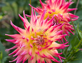 Жоржина Електрік Флеш (Electric Flash)купити