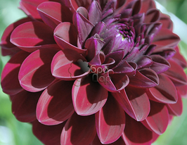 Георгина шаровидная Гипси (Найт Gipsy Night) в горшке купить