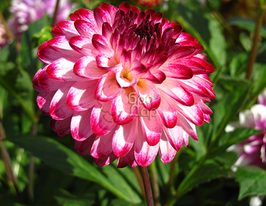 Георгина Помповидная Литл Роберт (Little Robert) в горшке купить