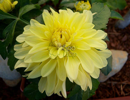 Жоржина декоративна Gallery Serenade (Галлері Серенад)купити