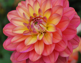 Жоржина Мелоді Аллегро (Melody Allegro)купити