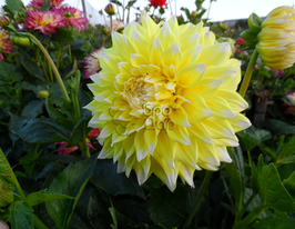 Георгина декоративная Гранд Прикс (Grand Prix) купить