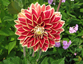 Жоржина декоративна Caballero (Кабаллеро)купити