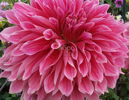 Жоржина декоративна Emory Paul (Еморі Пауль)купити