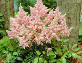 Астильба Сестра Тереза Sister Theresa купить