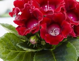 Глоксиния Этойле де Фью (Etoile de Feu) купить