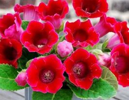 Глоксинія Коріна (Corina)купити