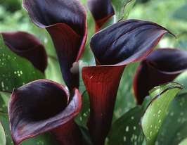 Калла Black Star (Блэк Стар) купить