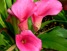 Калла Pink Persuasion (Розовое Убеждение) купить