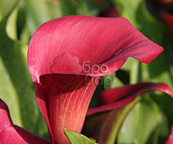 Калла Red Sox (Ред Сокс) купить