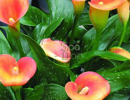 Калла San Remo (Сан Ремо) купить