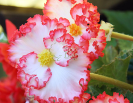 Бегония криспа Бело-розовая купить