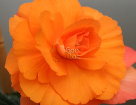 Бегония Пендула Каскад Оранжевая купить