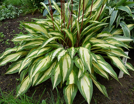 Хоста Cherry Berry (Черри Берри) купить