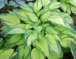 Хоста Паулс Глори (Pauls Glory) купить