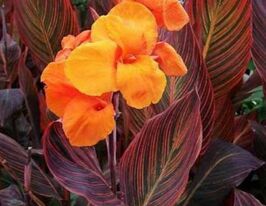 Канна Дюрбан Durbanкупити