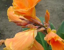 Канна Gold Ader (Ґолд Адер)купити