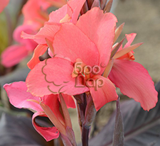 Канна Саладін Saladinкупити